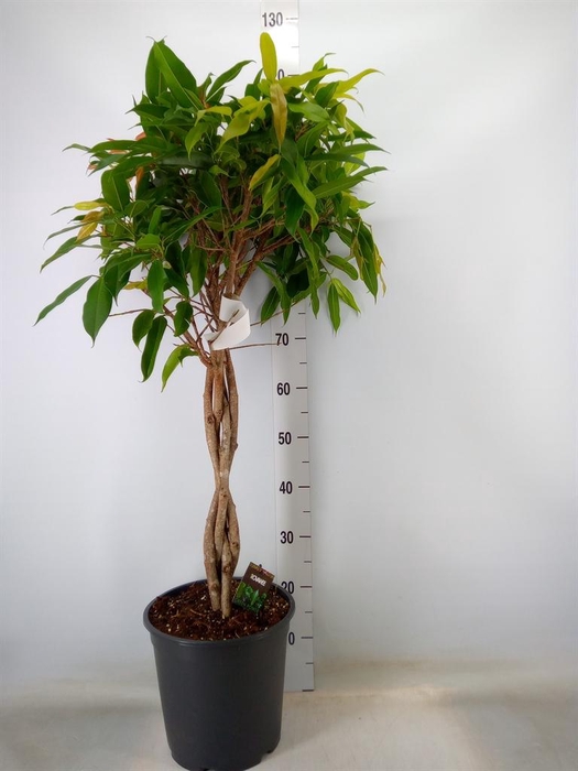 <h4>Ficus binn. 'Amstel King'</h4>