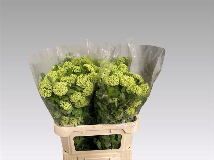 <h4>Viburnum Roseum St</h4>