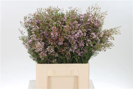 <h4>Chamelauc Early Nir</h4>