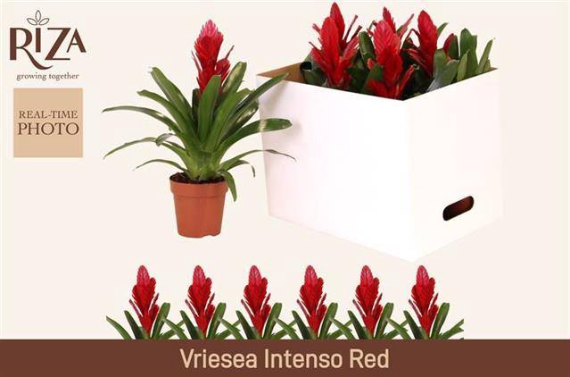 <h4>VRIES INTENSO RED</h4>