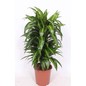 Dracaena Hawaiian Sunshine