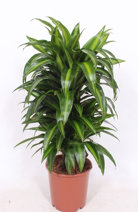 Dracaena Hawaiian Sunshine