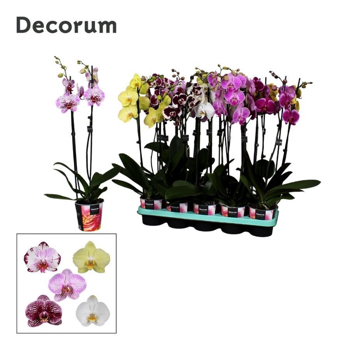 <h4>Phalaenopsis 2 tak Decorum 16+ 55 cm mix</h4>