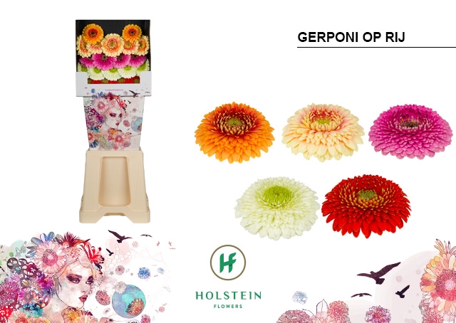 <h4>GE MB Gerponi Op Rij diamond x80</h4>