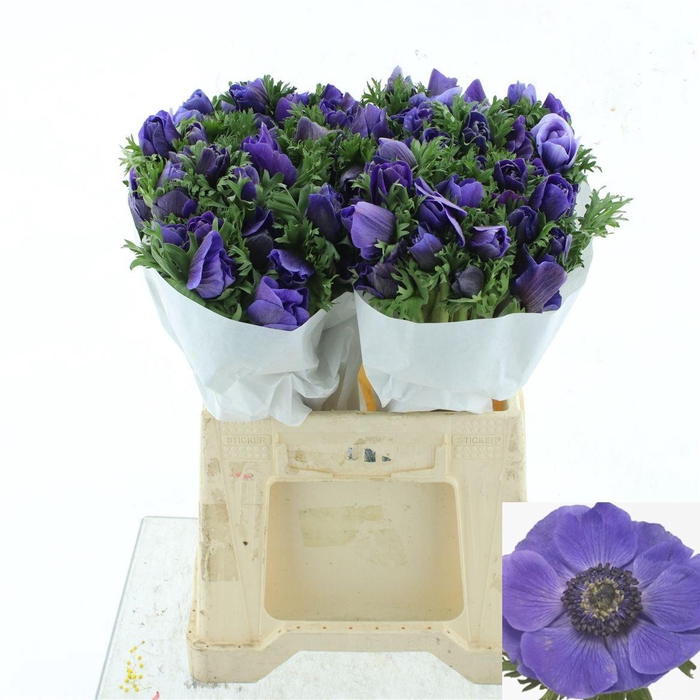 <h4>ANEM CO MIS + D BLUE</h4>