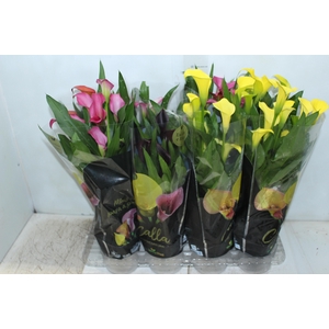 CALLA COLORIDA P14 PREMIUM
