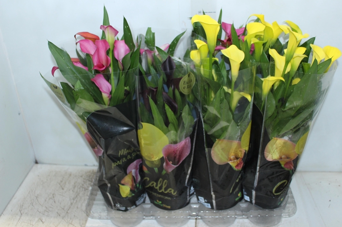 CALLA COLORIDA P14 PREMIUM