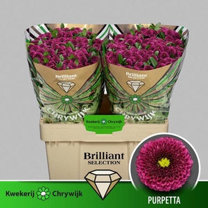 Chr San Purpetta Chrywijk Brilliant