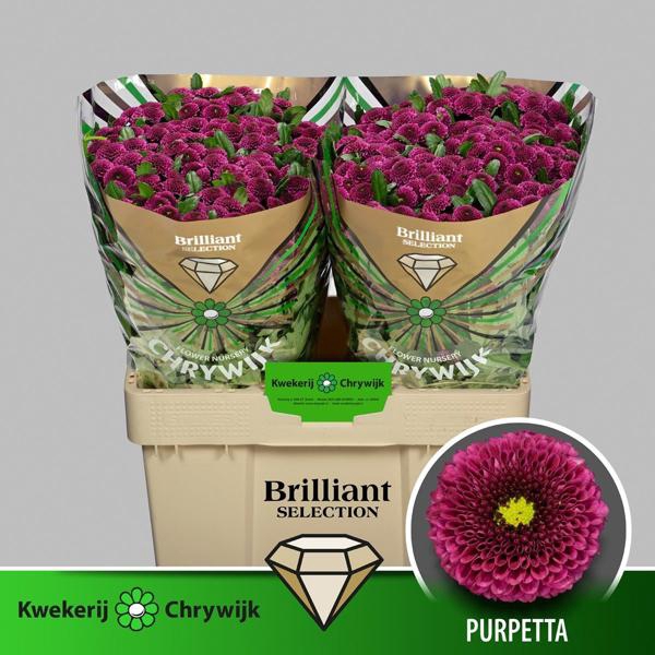 <h4>Chr San Purpetta Chrywijk Brilliant</h4>