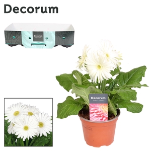 Gerbera 2+bl. wit met kraag Decorum