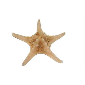 Zeesterren rhino nat.5 st