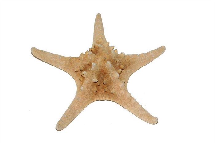 <h4>Zeesterren rhino nat.5 st</h4>