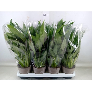 Spathiphyllum  'Bellini'