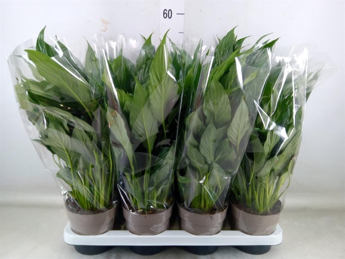 <h4>Spathiphyllum 'Bellini'</h4>