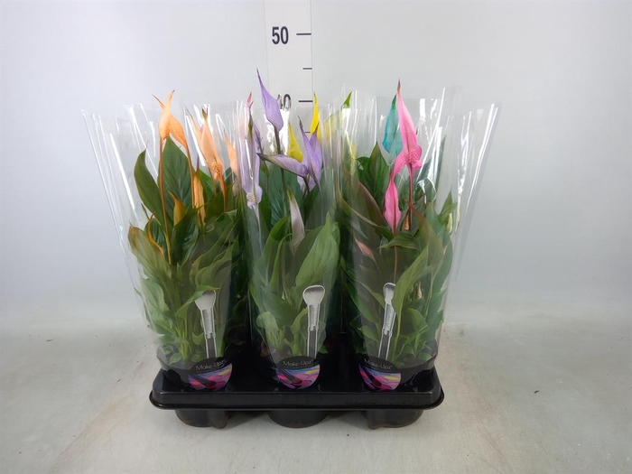 <h4>Spathiphyllum  'Bellini'</h4>