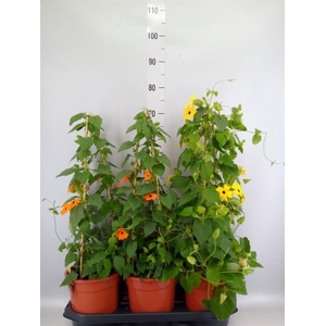 Thunbergia alata