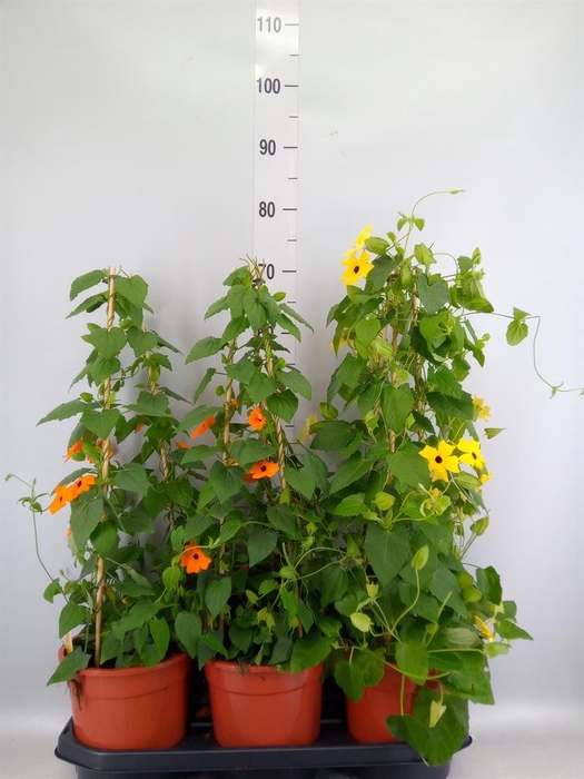 <h4>Thunbergia alata</h4>