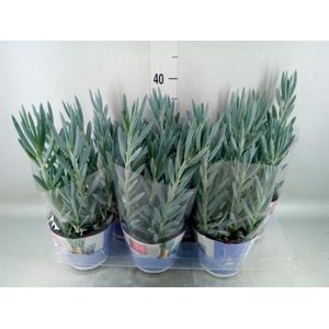 Curio ficoides 'Mount everest'