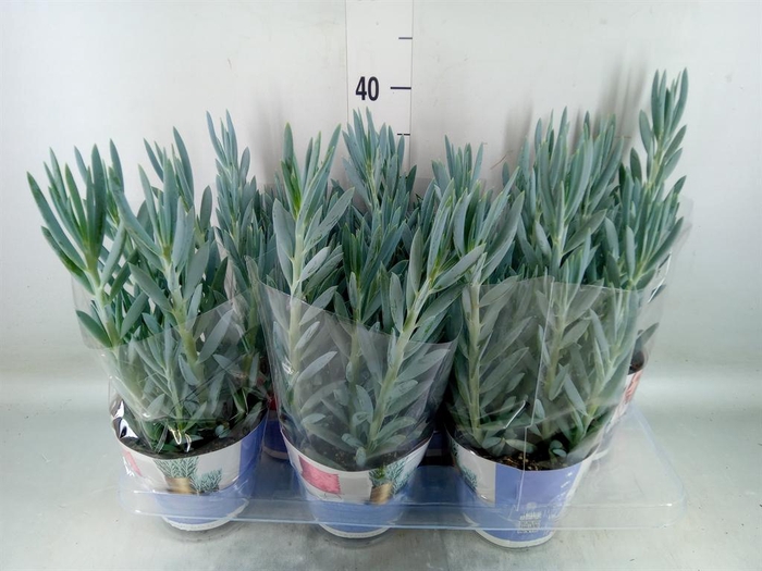 <h4>Curio ficoides 'Mount everest'</h4>