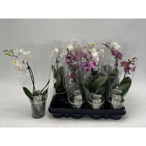 PHAL GEM