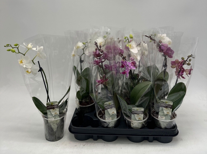 <h4>PHAL GEM</h4>