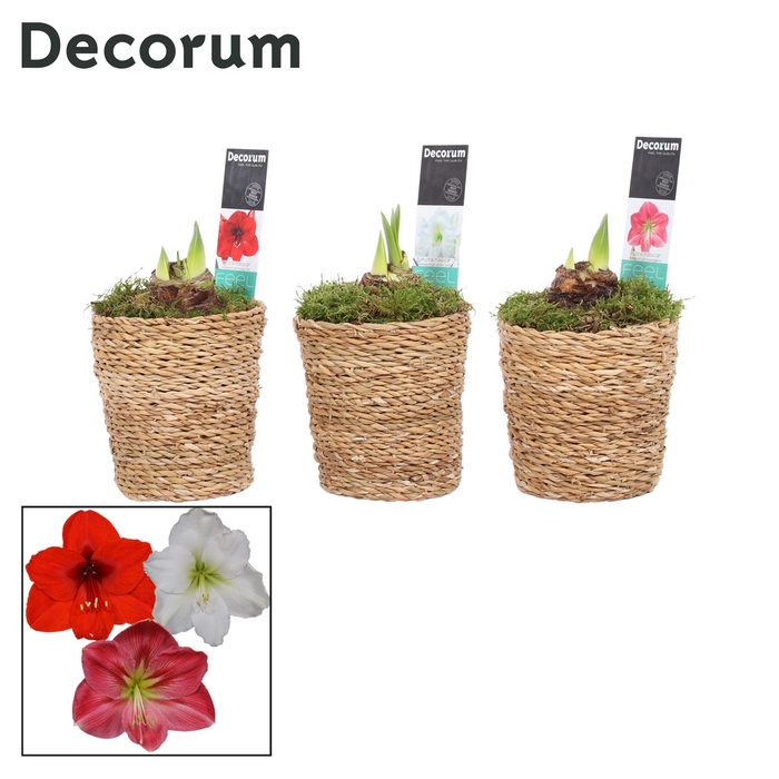 Hippeastrum Mix 2 Knop in Ruby (Decorum)