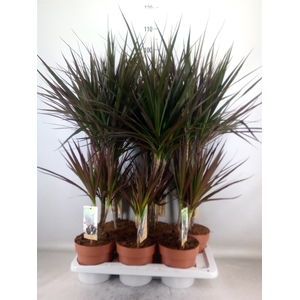 Dracaena marg. 'Magenta'