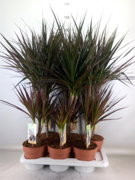 <h4>Dracaena marg. 'Magenta'</h4>