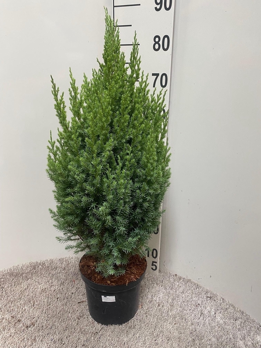 <h4>JUNI CH STRICTA</h4>