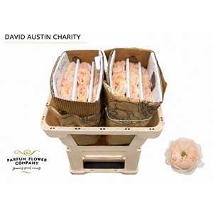 Rosa David Austin Charity