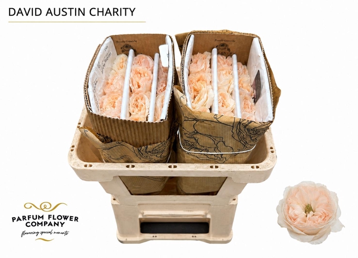 Rosa David Austin Charity