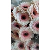 GE MI TEDDY