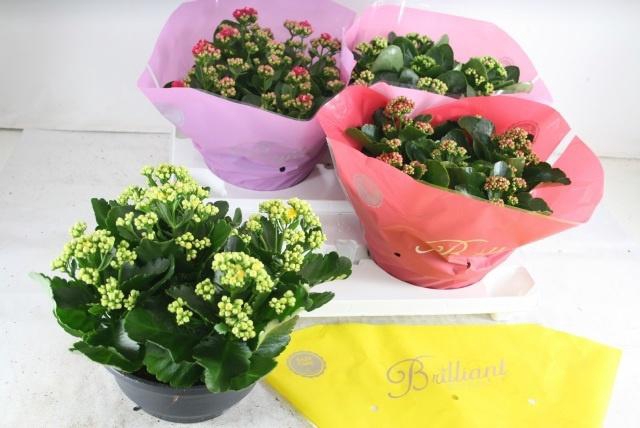 <h4>KAL GE GEM 4 KL</h4>