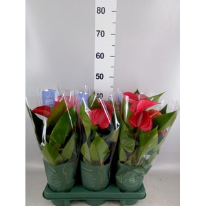 Anthurium andr. 'Picanta Red'
