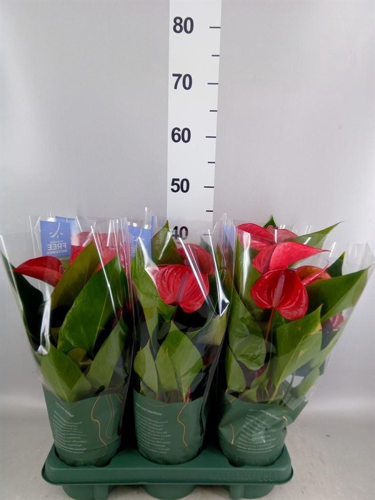 <h4>Anthurium andr. 'Picanta Red'</h4>