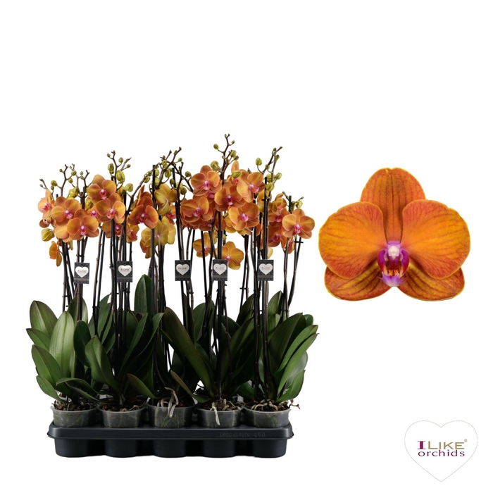 <h4>Phalaenopsis Bologna - 3 tak 80cm</h4>