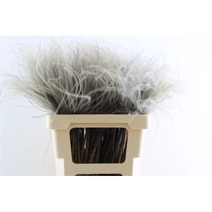 Dried Stypha Penata Grey(10 Toef) Bunch