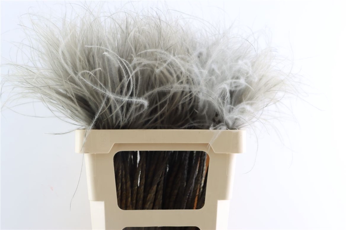 Dried Stypha Penata Grey(10 Toef) Bunch