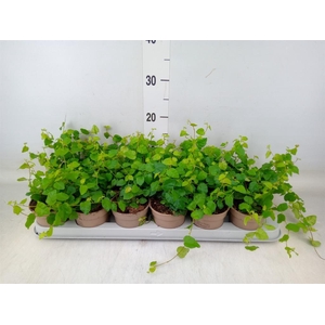 Ficus pumila 'Sunny Green'