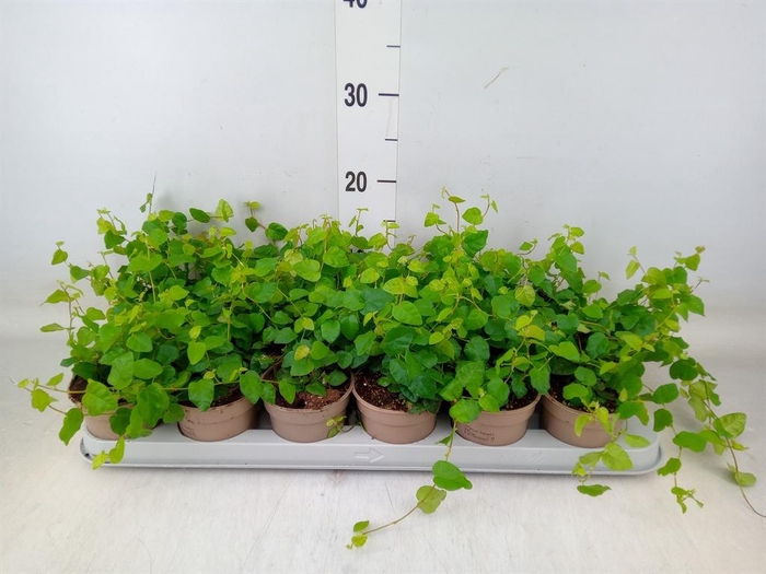 <h4>Ficus pumila 'Sunny Green'</h4>