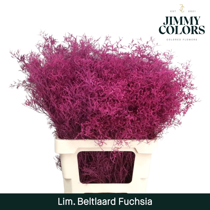 <h4>Lim Bel L70 Fuchsia</h4>