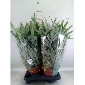 Phlebodium aureum 'Blue Star'