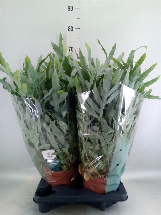 <h4>Phlebodium aureum 'Blue Star'</h4>