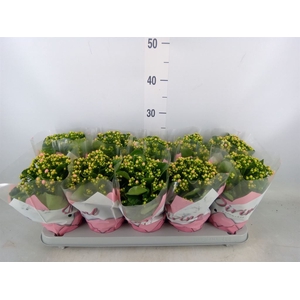 Kalanchoe blos. 'Perfecta Bicolor'