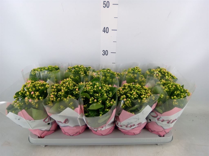 <h4>Kalanchoe blossfeldiana Perfecta Bi</h4>