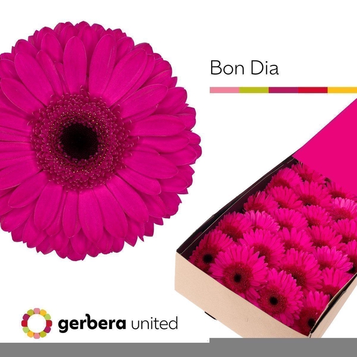 <h4>Gerbera bon dia</h4>