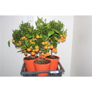 Citr Microcarpa 20+