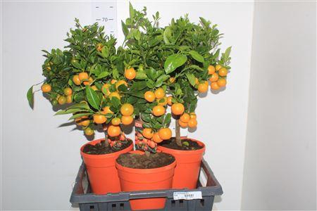 <h4>Citr Microcarpa 20+</h4>
