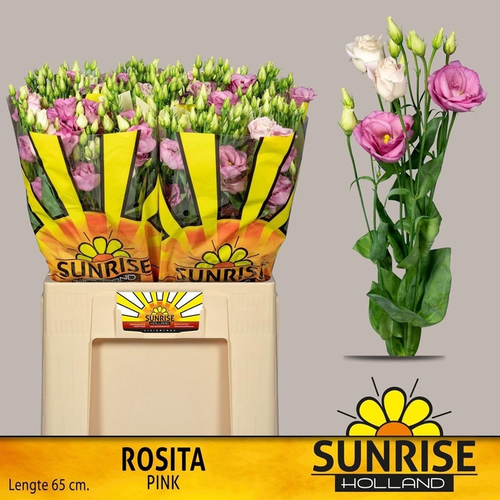 <h4>EUS G ROSI ROSE PINK</h4>