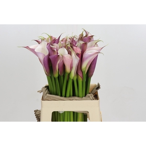 Zantedeschia Eydolls Purple White